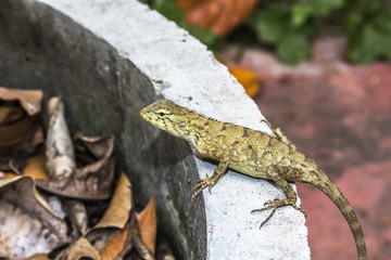 Naklejka na ściany i meble lizard animal wildlife nature background asia garden