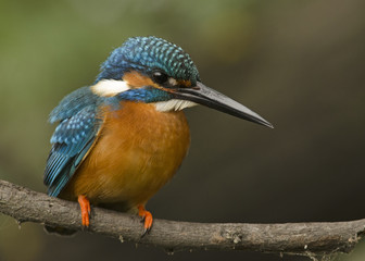 Common Kingfisher - 170089399