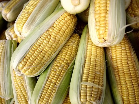 Bunch of fresh raw corn