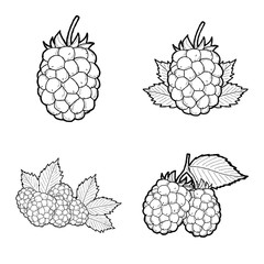 Blackberry Vector Illustration Hand Drawn Fruit Cartoon Art