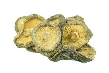 Dry Mushrooms isolated on white background