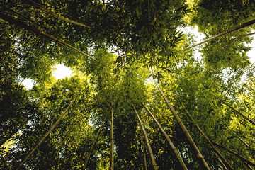 Fototapeta premium Korea bamboo