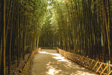 Korea bamboo