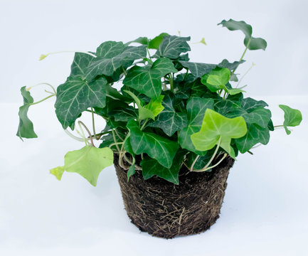 Unpotted ivy plant; isolated with green leaves and dirt