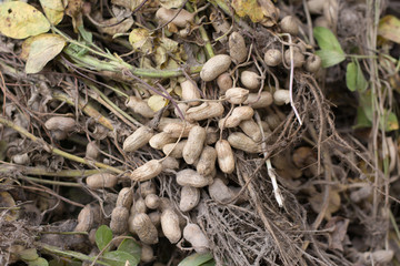 Pile of peanuts after dug out off the ground