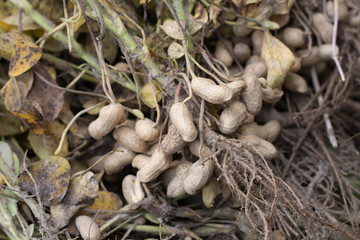 Pile of peanuts after dug out off the ground