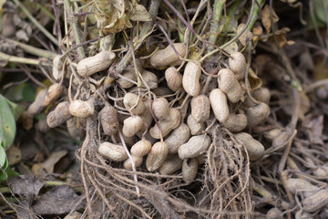 Pile of peanuts after dug out off the ground