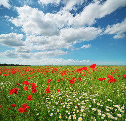 Fototapeta na wymiar Daisy and poppies spring meadow.