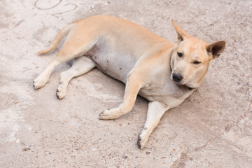 Dog sitting on a concrete floor