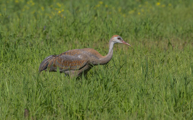Sandhill Crane Colt