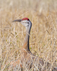Sandhill Crane Closeup