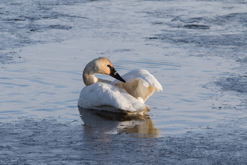 Trumpeter Swan
