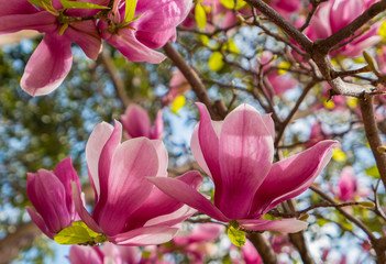 Obraz na płótnie Canvas Spring magnolia blooms at Kirribilli, Sydney, Australia