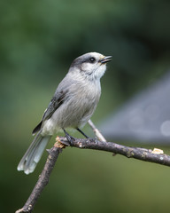 Gray Jay