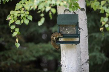 Squirrel on a Squirrel-proof Bird Feeder