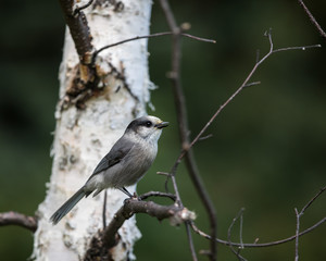 Gray Jay