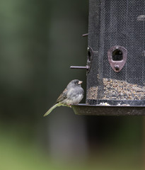 Juvenile Dark-eyed Junco
