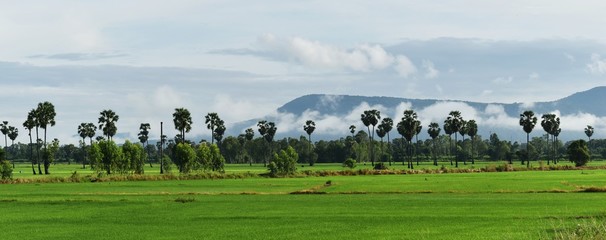 rice field and mountain under cloudy sky in rainy season