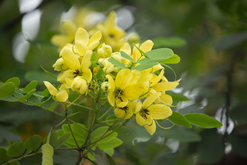 Yellow Flower of Thai copper pod or Cassod tree