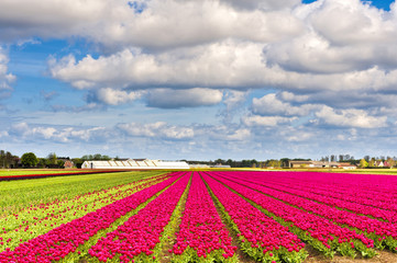 Fototapeta na wymiar Fields of Tulipin Nethrlands