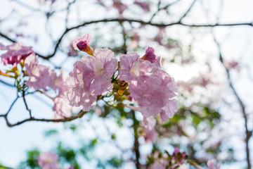 Tabebuia rosea is a Pink Flower neotropical tree,common name Pink trumpet tree Rosy trumpet tree