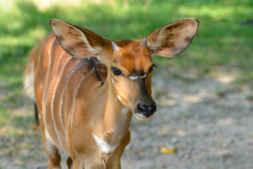 Close-up detail of a female Nyala in the shade of a grassy and gravel field. African wildlife and conservation concept.