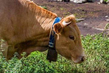 Vache laitière.