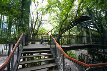 Fototapeta na wymiar wood stair with big tree and green leaf