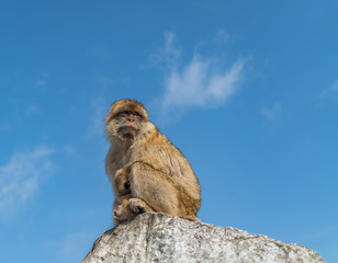 Monkeys of Gibraltar