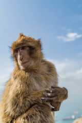 Monkeys of Gibraltar