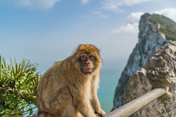 Monkeys of Gibraltar
