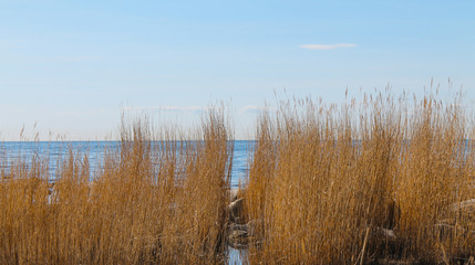 Schilf an der Ostsee