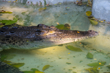 Crocodile with head above water hunting for food