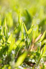 Green grass in the dew on the nature