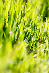 Green grass in the dew on the nature
