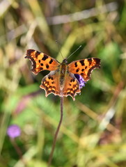 Comma butterfly Polygonia c-album on a purple flower