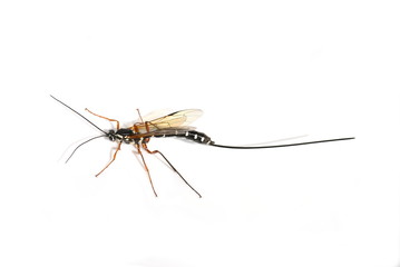 Female Sabre wasp Rhyssa persuasoria with long ovipositor isolated, on white background