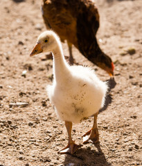 Duck for a walk on the farm