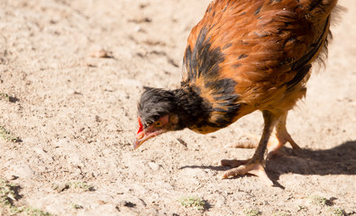 Chicken for a walk on the farm