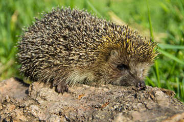 Young prickly hedgehog on the log