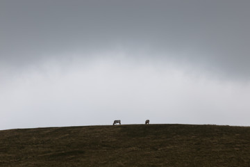 Two isolated cows pasturing on a meadow on top of a mountain, beneath an overcast sky