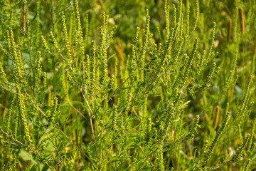 Ragweed plants