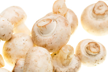 Mushrooms champignons on a white background