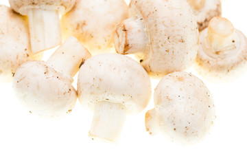 Mushrooms champignons on a white background