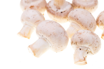 Mushrooms champignons on a white background