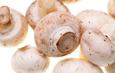 Mushrooms champignons on a white background