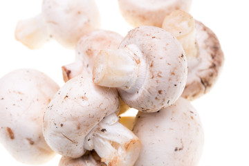 Mushrooms champignons on a white background