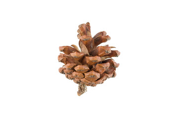 pine cone isolated on white background - clipping paths