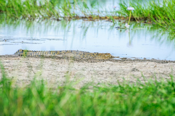 A young saltwater crocodile on a bank of the swamp in Northern Territory, Australia