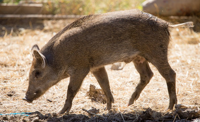 Fototapeta premium Wild boar in the zoo